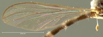 Media type: image;   Entomology 12740 Aspect: wing